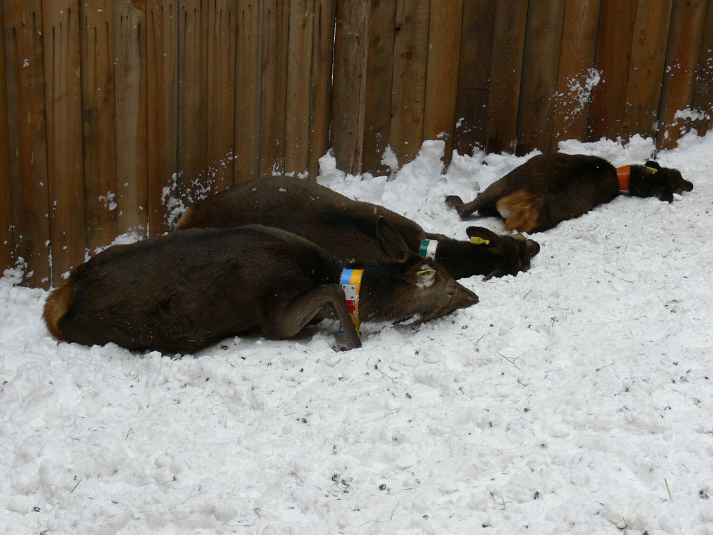 PASSIONE PER IL CERVO